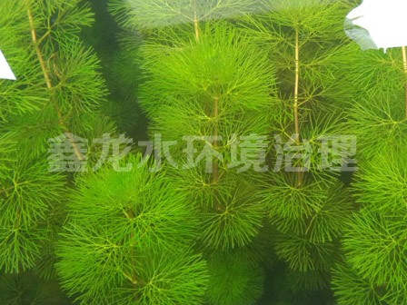沉水植物—鳳尾藻