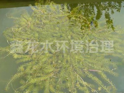 沉水植物—伊樂藻
