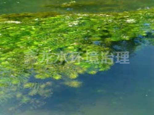 沉水植物—金魚藻
